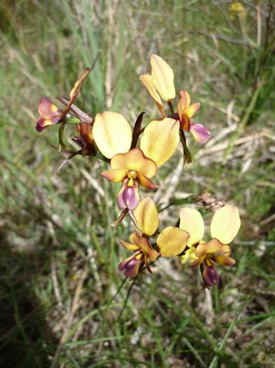 Diuris - orchid wireless_hill_080.JPG